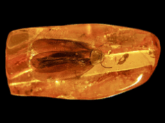 Russian miners find 40-million-year-old cockroach