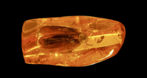 Russian miners find 40-million-year-old cockroach