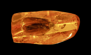Russian miners find 40-million-year-old cockroach