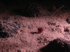 Major countries sign High Seas treaty to regulate deep-ocean mining plans
