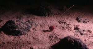 Major countries sign High Seas treaty to regulate deep-ocean mining plans
