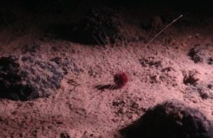 Major countries sign High Seas treaty to regulate deep-ocean mining plans
